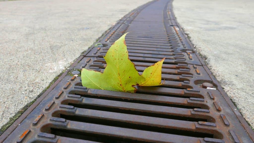 Dead leaf